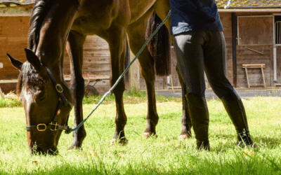 How to optimise the off-season for a racehorse