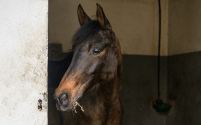 The invisible conditions of the racehorse: detecting, anticipating and monitoring with data