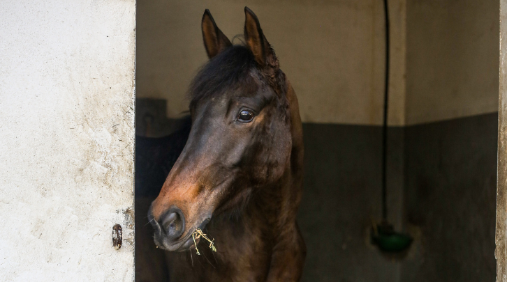 cheval au box blessure